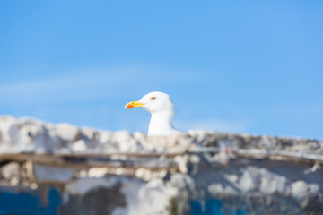 Seagulls in the city of Essaouira
