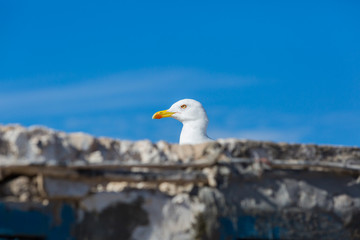 Seagulls in the city of Essaouira
