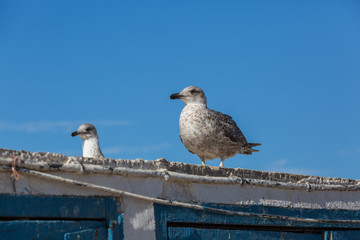 Obraz premium Seagulls in the city of Essaouira 