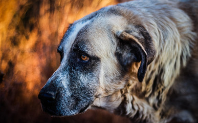 Portuguese Mastiff - Rafeiro do Alentejo - Portuguese Dog Breeds