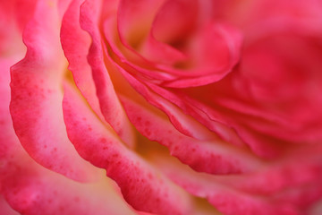Obraz premium A floral background with beautiful fragrant coral rose.