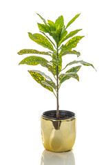 Gold Dust Croton plant in a golden pot