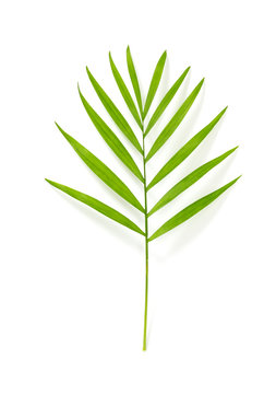 Parlor palm leaf isolated on white background
