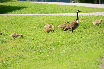 Dad watching the kids
