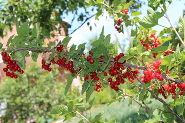 Red currant ripened in the gardens