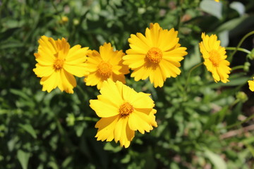 Yellow flowers blooming