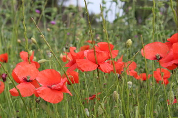 campo de amapolas con cardos de fondo