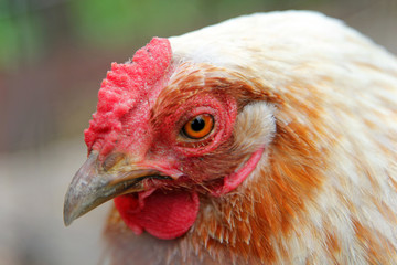 Portrait of colorful white chicken