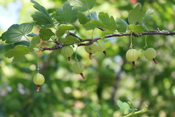 Gooseberries are ripe in the gardens