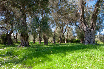 Picturesque ancient olive grove from Corfu island, Greece