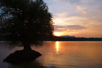 Sunset over Danube river with a tree in the water
