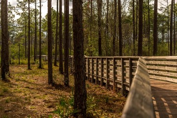 Fototapeta premium Tarkiln Bayou Preserve State Park near Pensacola Florida is a must see if your in the area, beauty everywhere you look.