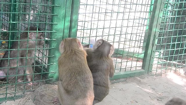 Macaca nemestrina, southern pig-tailed macaque, monkey