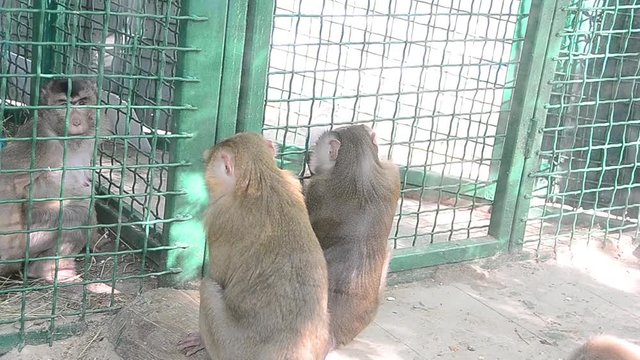 Macaca nemestrina, southern pig-tailed macaque, monkey