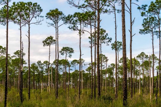 Tarkiln Bayou Preserve State Park near Pensacola Florida is a must see if your in the area, beauty everywhere you look.