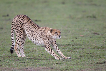 Cheetah female in the Masai Mara National Park in Kenya
