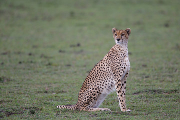 Naklejka na ściany i meble Cheetah female in the Masai Mara National Park in Kenya
