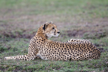 Cheetah female in the Masai Mara National Park in Kenya