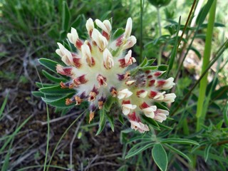 Obraz premium цветы