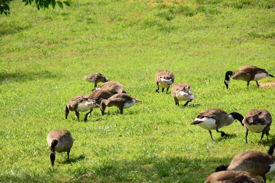 Flock feeding time.