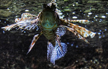 Scorpaenidae fish in an aquarium
