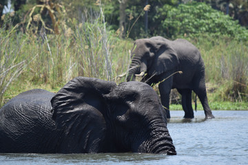 African bush elephant swimming in water. Loxodonta africana