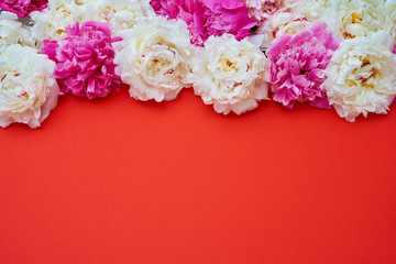 White and pink peonies on red background. Holiday background, copy space, top view