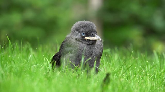 junge, gerade fl&uuml;gge gewordene Kr&auml;he sitz im Gras