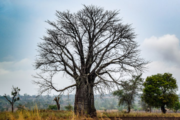 Fototapeta na wymiar baobab tree. Adansonia digitata