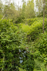 hidden waterway deep inside forest