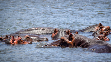 Hippopotamus swimming in river. Hippopotamus amphibius