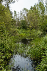 shallow waterway in the middle of the forest