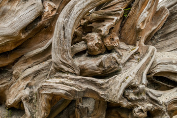 abstract tree roots formation texture