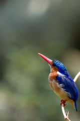 Malachite Kingfisher