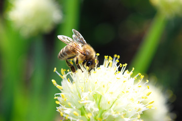 пчела собирает нектар