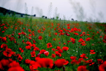 CAMPO DE AMAPOLAS