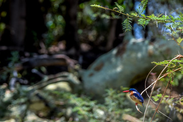 Malachite Kingfisher