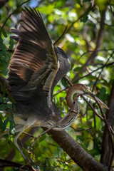 purple heron perched on branch