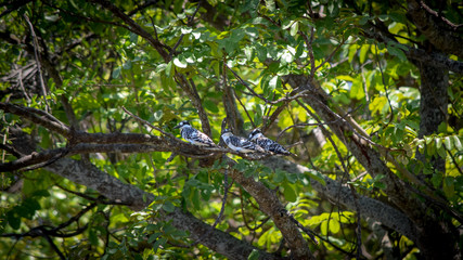Fototapeta na wymiar Pied Kingfishers sitting on tree branch. Ceryle rudis