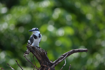 Pied Kingfisher sitting on tree branch. Ceryle rudis
