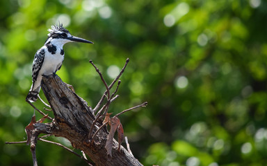 Pied Kingfisher sitting on tree branch. Ceryle rudis