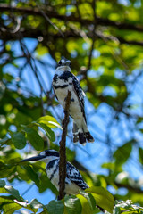 Pied Kingfisher sitting on tree branch. Ceryle rudis