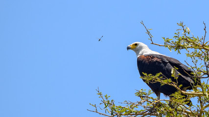 African Fish Eagle sitting on branch. Haliaeetus vocifer