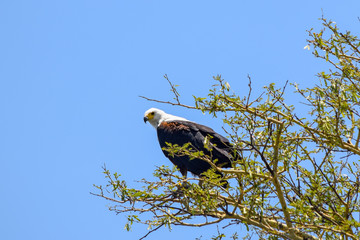 African Fish Eagle sitting on branch. Haliaeetus vocifer