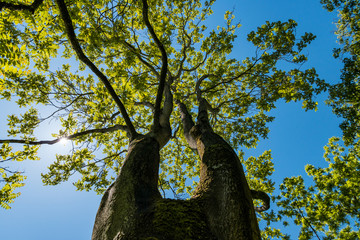 huge tree with two curvy branches reaching to the sky under the sun