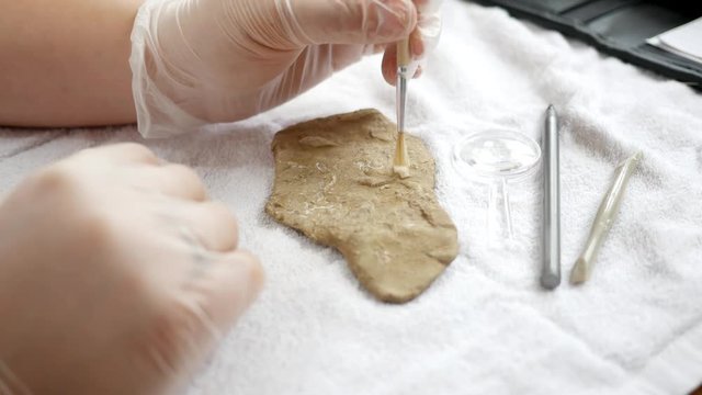 A paleontologist brushes away dirt from a mucrospirifer brachiopod fossil