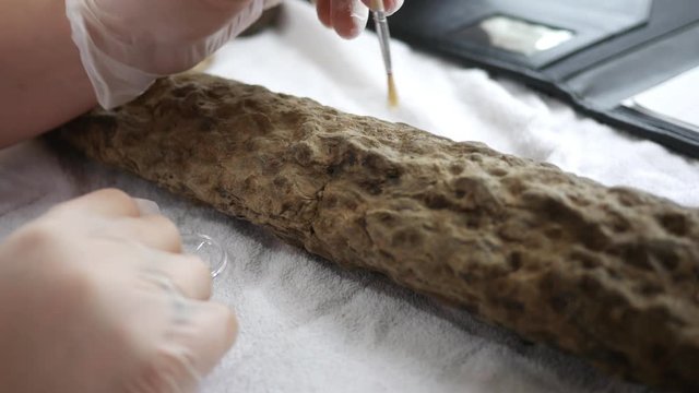 A paleontologist brushes away dirt from a stigmaria Lepidodendron fossil root