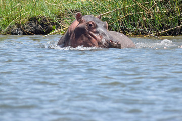 Hippopotamus swimming on bank of river in Malawi, Africa. Hippopotamus amphibius