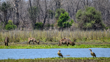 Group of safari animals gathering near water source in Malawi, Africa