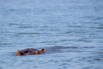 Fototapeta premium hippopotamus swimming in river in Malawi, Africa. Hippopotamus amphibius